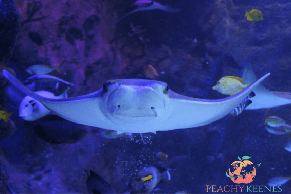 Picture of sting-a-ray at Sea Life Orlando