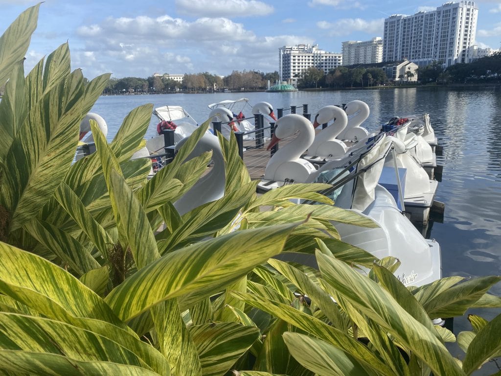swan boats lined up at Lake Eola in Orlando
