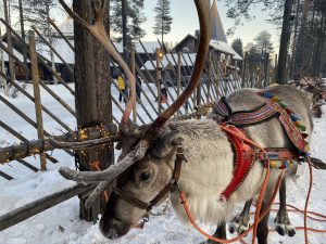 Reindeer in Santa Claus Village