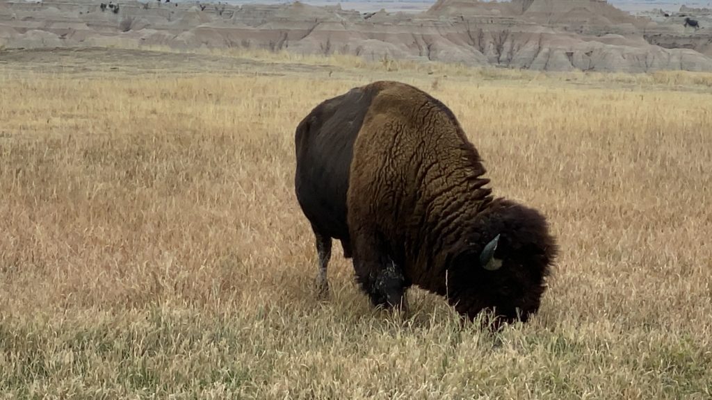 Buffalo eating grass at Badlands National Park